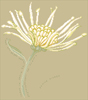 Autumn Haïku : chrysanthemum, design by Monique Bonnin